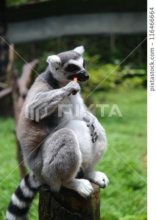 Ring-tailed lemur eating food using its hands Ring-tailed lemur eating food using its hands 116466664