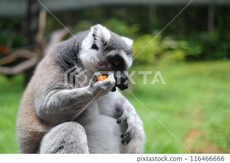 Ring-tailed lemur eating food using its hands Ring-tailed lemur eating food using its hands 116466666