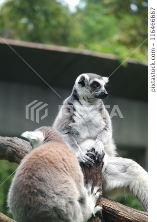 Ring-tailed lemur (Lemur catta) sitting on a tree 116466667