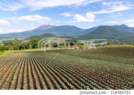 群馬縣嬬戀村捲心菜田和淺間山 116466761