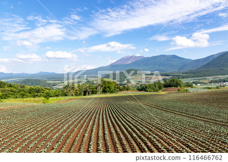 群馬縣嬬戀村捲心菜田和淺間山 群馬縣嬬戀村捲心菜田和淺間山 116466762
