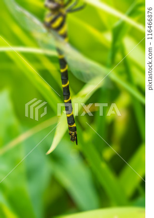 雌性 Onyanma 的產卵器 雌性 Onyanma 的產卵器 116466876