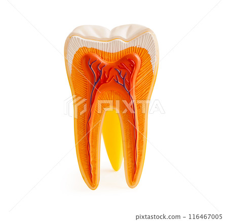 Dental implant root canal teeth model for education isolated on white background with clipping path. 116467005