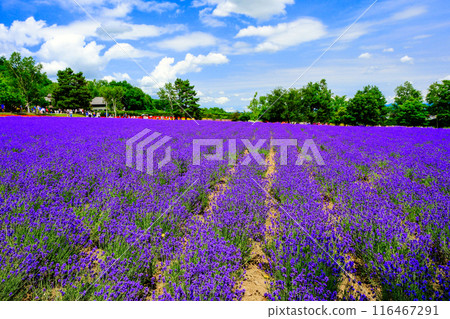 科諾場 科諾場 116467291