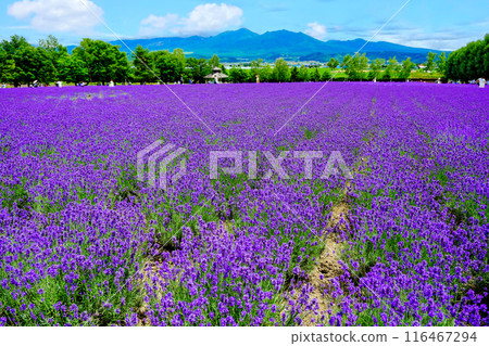 十勝嶽山脈和薰衣草田 116467294