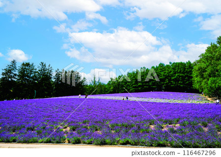 傳統的薰衣草田 116467296
