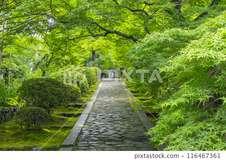 Early summer in Kyoto: Shuonan (Ikkyu-ji Temple) - Beautiful stone-paved approach lined with green foliage Early summer in Kyoto: Shuonan (Ikkyu-ji Temple) - Beautiful stone-paved approach lined with green foliage 116467361