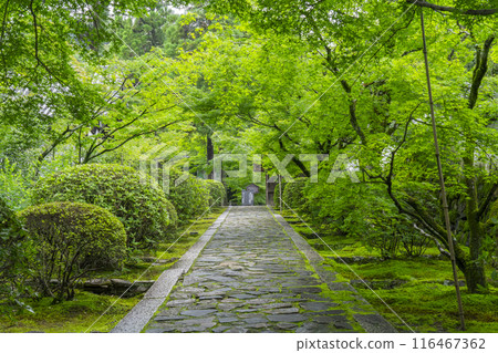 Early summer in Kyoto: Shuonan (Ikkyu-ji Temple) - Beautiful stone-paved approach lined with green foliage Early summer in Kyoto: Shuonan (Ikkyu-ji Temple) - Beautiful stone-paved approach lined with green foliage 116467362