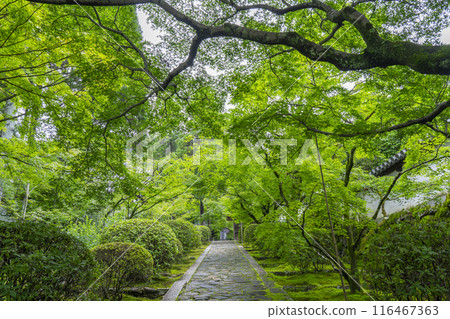 京都初夏,碩南(一休寺)石板路欣賞美麗的秋葉 京都初夏,碩南(一休寺)石板路欣賞美麗的秋葉 116467363
