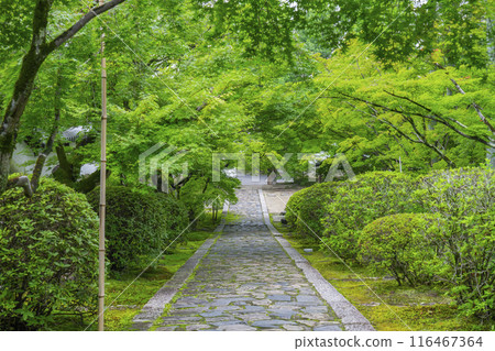 京都初夏，碩南（一休寺）石板路欣賞美麗的秋葉 116467364