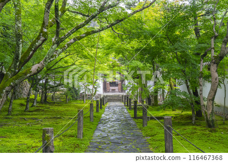 京都初夏,碩南(一休寺)石板路欣賞美麗的秋葉 京都初夏,碩南(一休寺)石板路欣賞美麗的秋葉 116467368