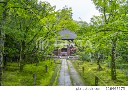 通往秀恩庵（一休寺）正殿的石板路，秋天的楓葉非常美麗 116467375