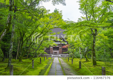 Shuonan (Ikkyu-ji Temple) - The main hall surrounded by green leaves 116467376