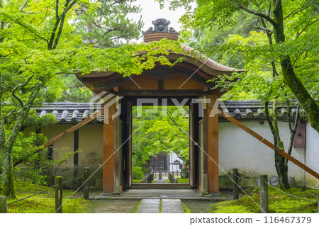 Shuonan (Ikkyu-ji Temple) - The approach to the temple is enveloped in green autumn leaves Shuonan (Ikkyu-ji Temple) - The approach to the temple is enveloped in green autumn leaves 116467379