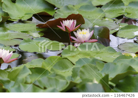 Shuonan (Ikkyuji Temple) Water lilies blooming in the pond 116467426