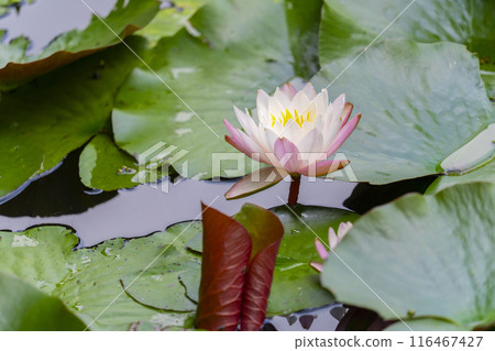 Shuonan (Ikkyuji Temple) Water lilies blooming in the pond 116467427
