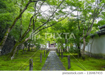 Shuonan (Ikkyu-ji Temple) - Stone-paved approach to the temple enveloped in green autumn leaves 116467433