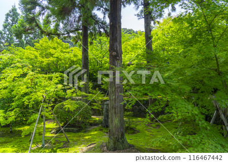 Shuonan (Ikkyuji Temple) Three Cedars 116467442