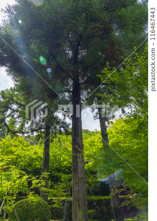 碩南（一休寺）三本杉 116467443