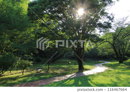 Kanagawa Prefecture, Yokohama City, Mitsuike Park Kanagawa Prefecture, Yokohama City, Mitsuike Park 116467664