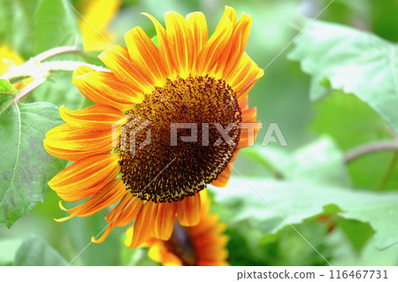 向日葵的季節 116467731