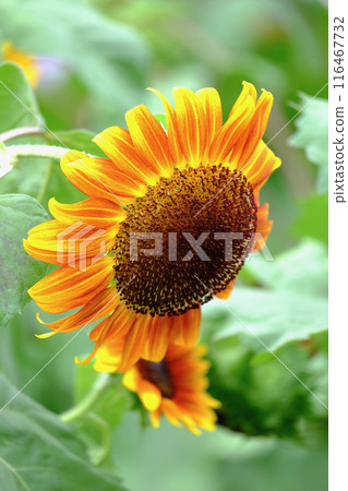 The sunflower season The sunflower season 116467732