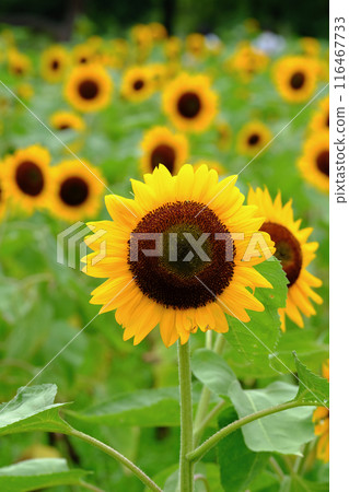 向日葵的季節 116467733