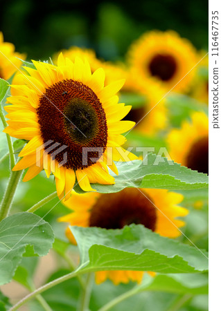 The sunflower season 116467735