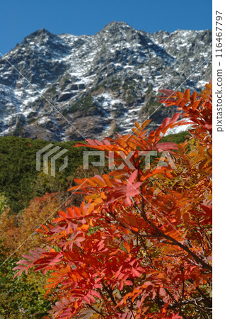 Hotaka mountains, autumn leaves Autumn leaves of rowan and the first snow on the Hotaka mountain range Hotaka mountains, autumn leaves Autumn leaves of rowan and the first snow on the Hotaka mountain range 116467797
