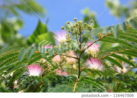 Flowers and buds of the catkin tree shining against the blue sky Flowers and buds of the catkin tree shining against the blue sky 116467806