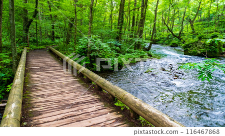 Oirase stream 116467868