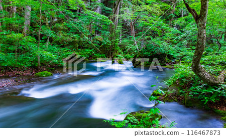 Oirase stream 116467873