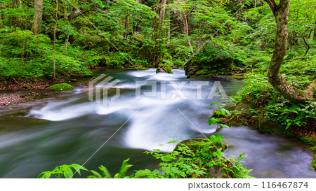 Oirase stream 116467874