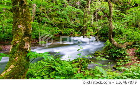 Oirase stream Oirase stream 116467879