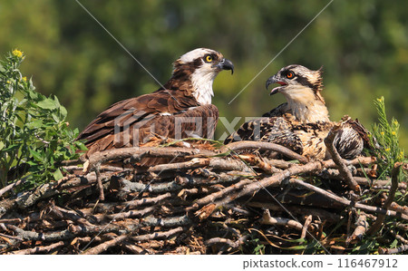 Osprey family into the nest, the male is landing with a fish, Canada Osprey family into the nest, the male is landing with a fish, Canada 116467912