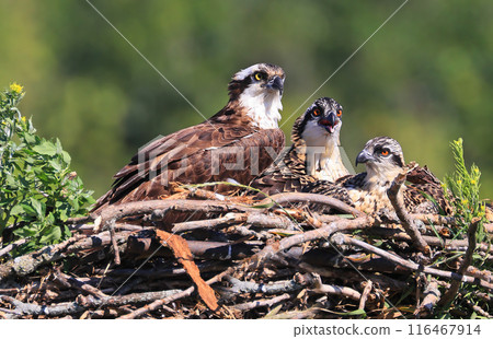 Osprey family into the nest, the male is landing with a fish, Canada 116467914