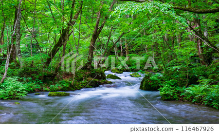 Oirase stream 116467926