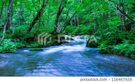 Oirase stream 116467929