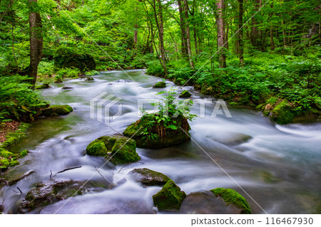 Oirase stream 116467930