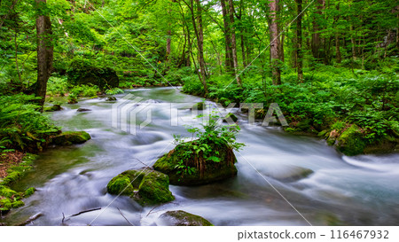Oirase stream Oirase stream 116467932