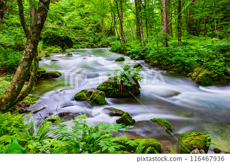 Oirase stream 116467936