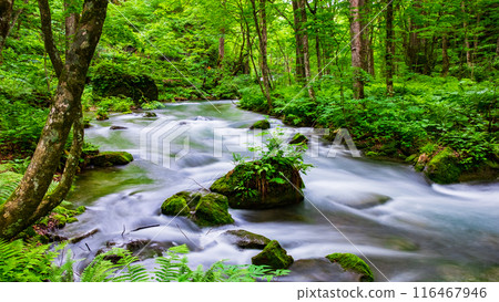 Oirase stream 116467946
