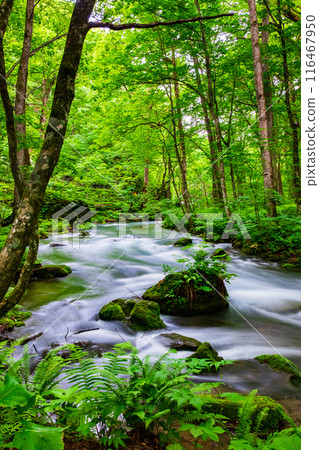 Oirase流 Oirase流 116467950