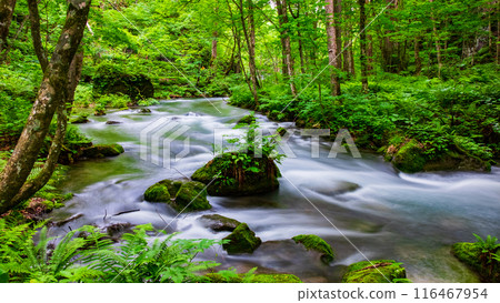 Oirase stream 116467954