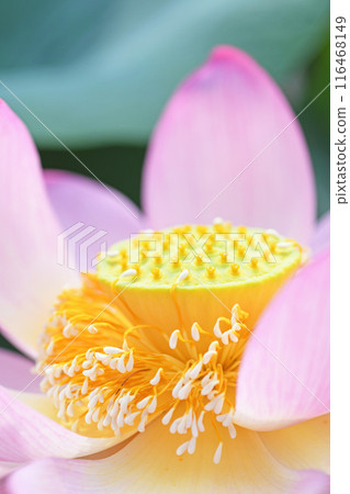 Lotus flower  116468149