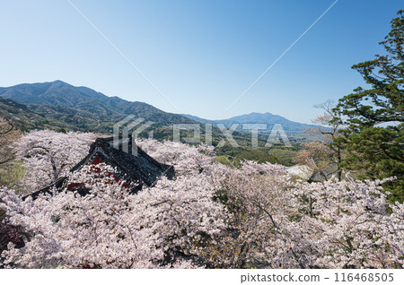 Cherry blossoms at Tenbiki Kannon 116468505