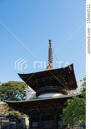 天引觀音櫻花 天引觀音櫻花 116468511