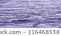 Hokkaido Abashiri Bay frozen 116468538