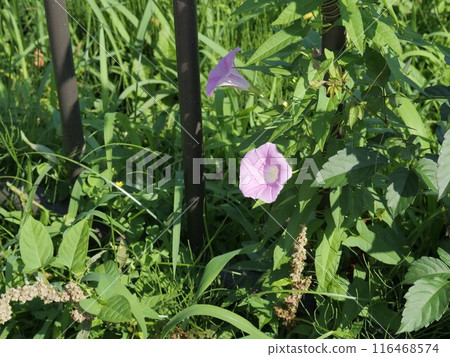 Bindweed blooming in the park 116468574