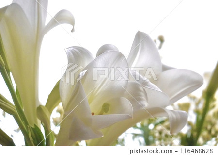 Trumpet lily white 116468628